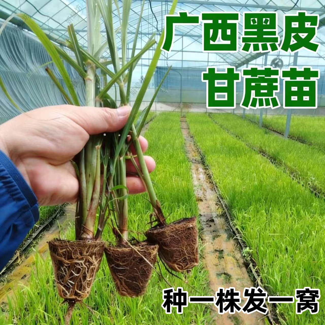 广西黑皮甘蔗苗种黄皮白玉特甜甘蔗种苗带芽孢高产黄金甘蔗苗