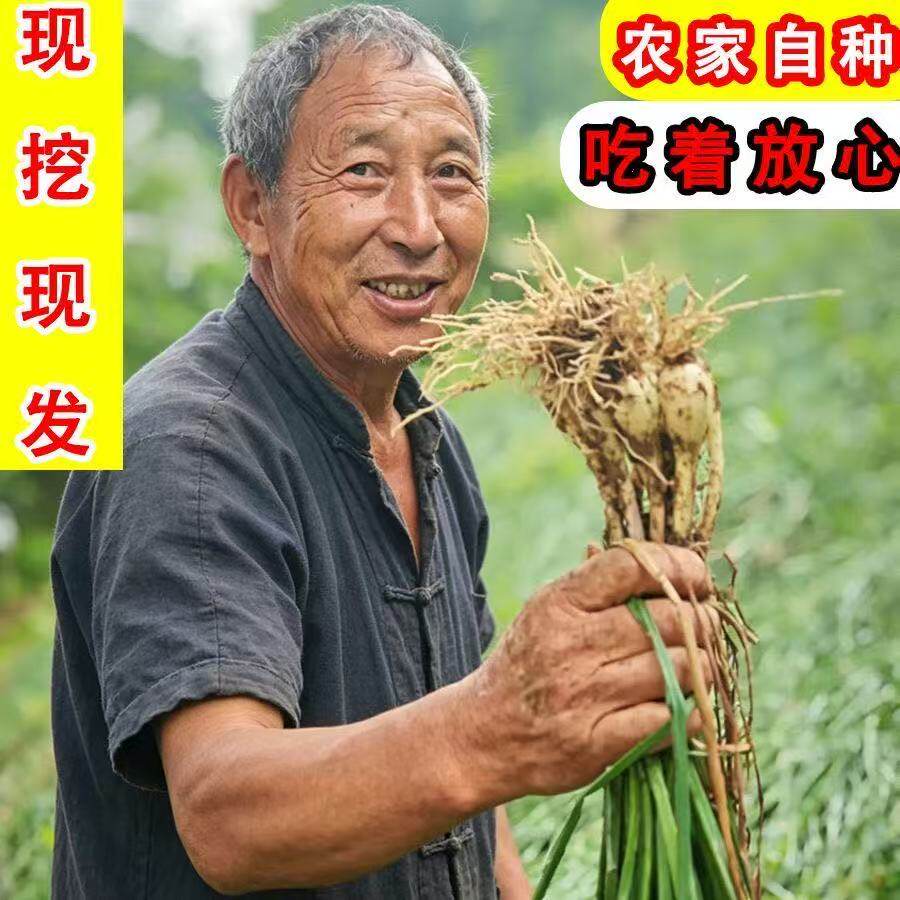农家自种荞头带根藠头种子新鲜现挖教头茭头叫头四川泡菜蔬菜种