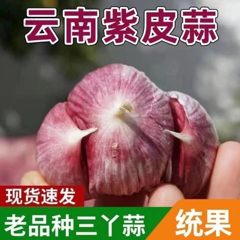 紫皮三丫蒜干蒜2026三瓣丫蒜大蒜新鲜蒜头红皮独头蔬菜批发装袋