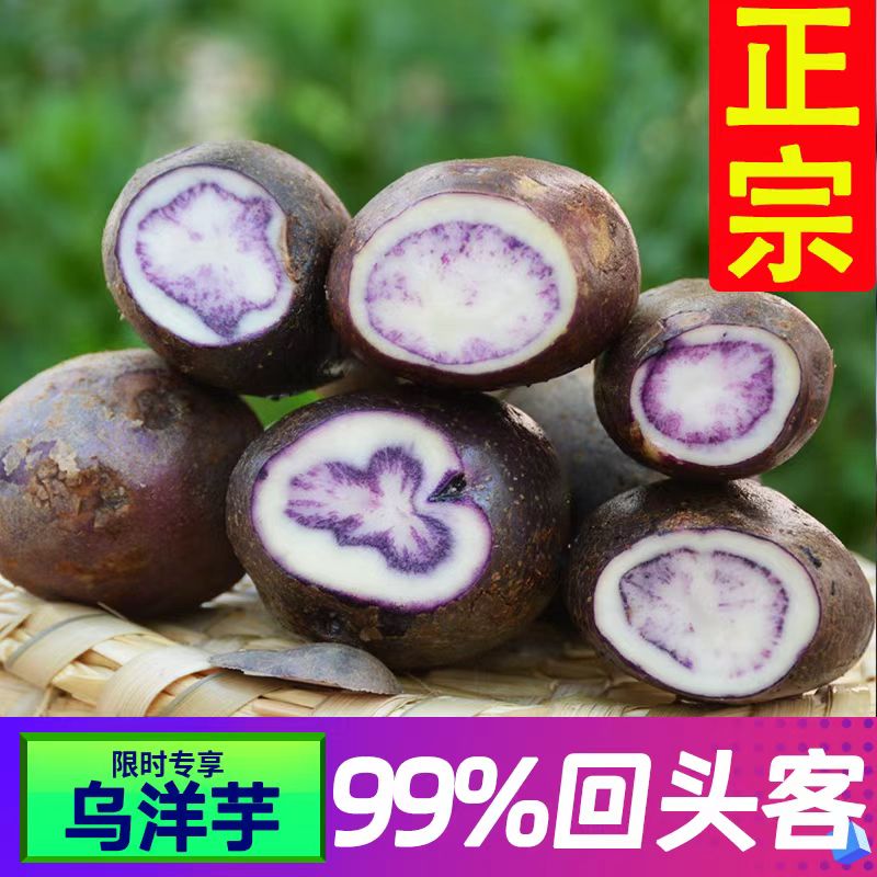 凉都六盘水高山乌洋芋紫皮紫心七彩土豆新鲜现挖现发贵州特产洋芋
