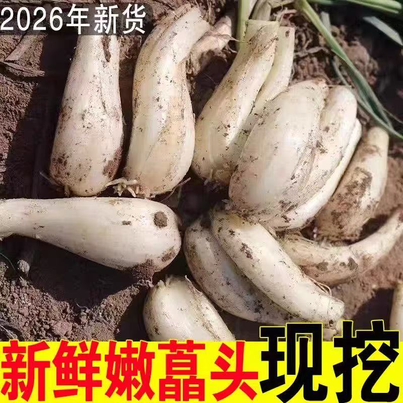 四川泡菜荞头现挖新鲜藠头农家自种教头茭头叫头脆嫩葱头乔头包邮
