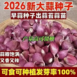 紫皮川蒜种2026新干蒜瓣红皮苔蒜寒蒜香蒜红根苗四季蔬菜种子批