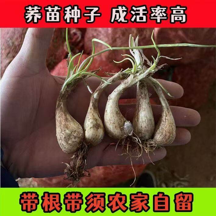 江西高产荞头种子带根须