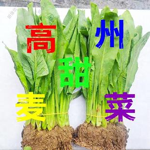 高州大叶甜麦菜秧苗长叶苦麦菜苗高产蔬菜苗阳台盆栽四季可栽种