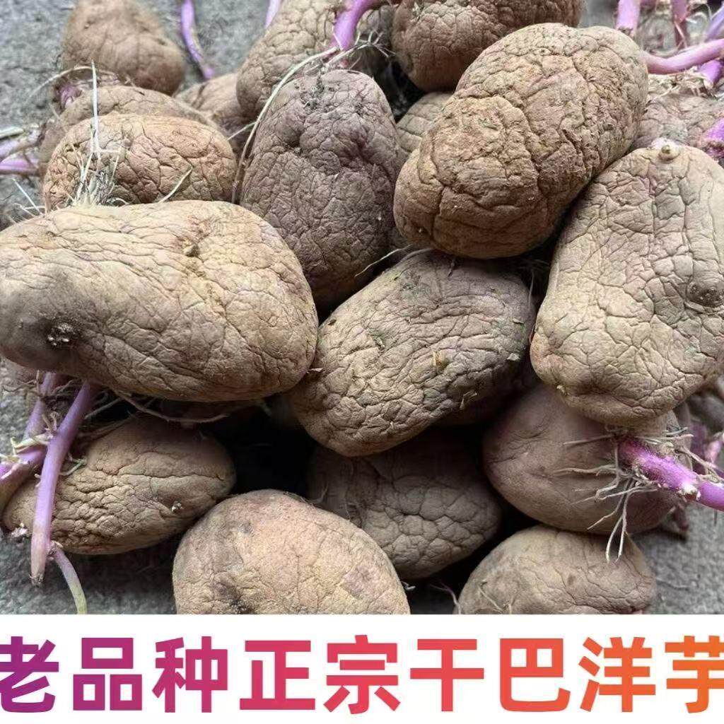 憨包土豆奄瘪老土豆云南老干巴洋芋贵州特产昭通老品种腌巴洋芋