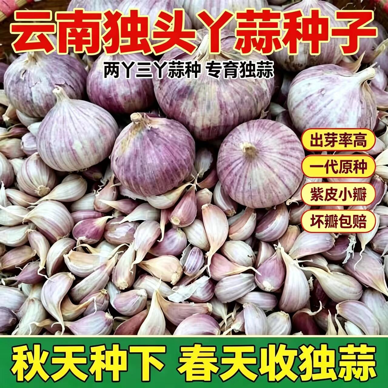 云南紫皮独头蒜种子栽子小粒蒜红皮三丫蒜正宗独蒜种子可吃可栽