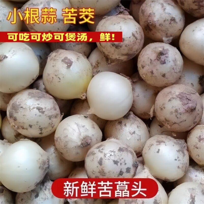 原生态苦藠四川特产团蒜小蒜野葱头小头蒜野外种植天然薤白