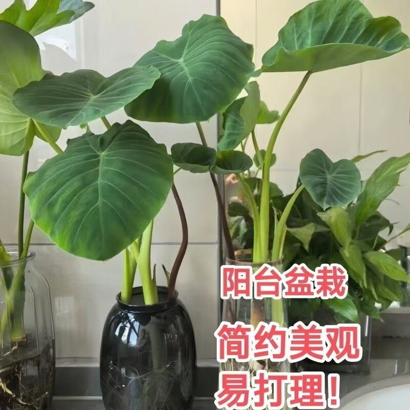 户外沼泽水培芋头懒人绿植鱼池常年净水四季常青庭院养龟植物
