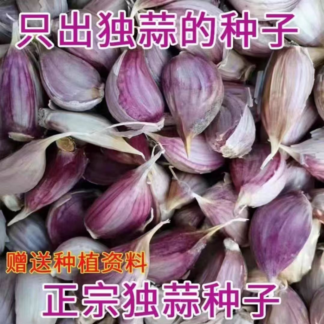 云南紫皮独头蒜种子栽子小粒蒜红皮三丫蒜正宗独蒜种子可种可吃