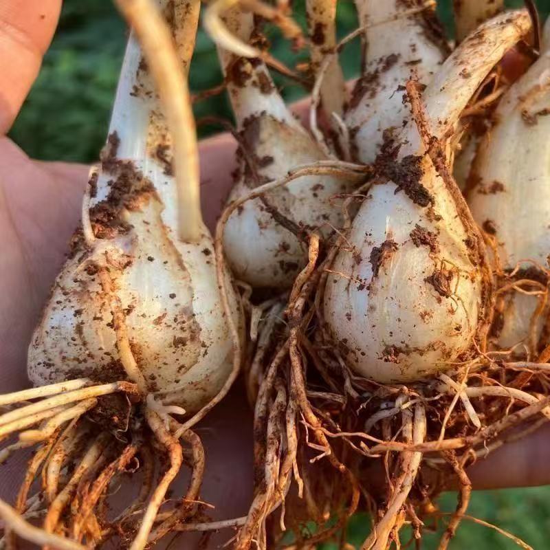 正宗江西荞头现挖新鲜种植叫头种子农家酸甜芥头茭头四季种苗