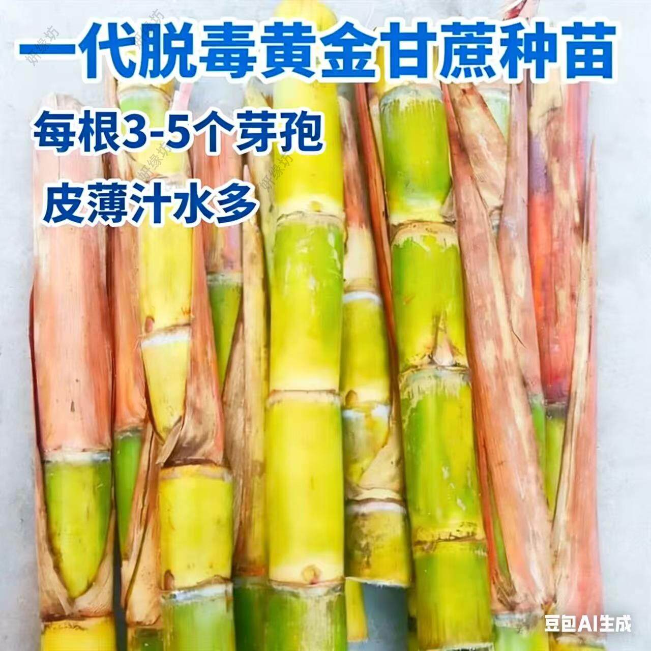 广西黑皮甘蔗种苗节苗多芽高产甜脆水果甘蔗种植种子秧苗籽苗