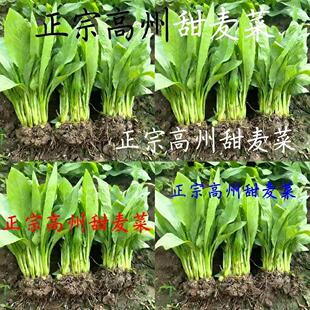 高州甜麦菜苗苦麦菜苗四季可种反复采摘阳台庭院盆栽蔬菜种苗