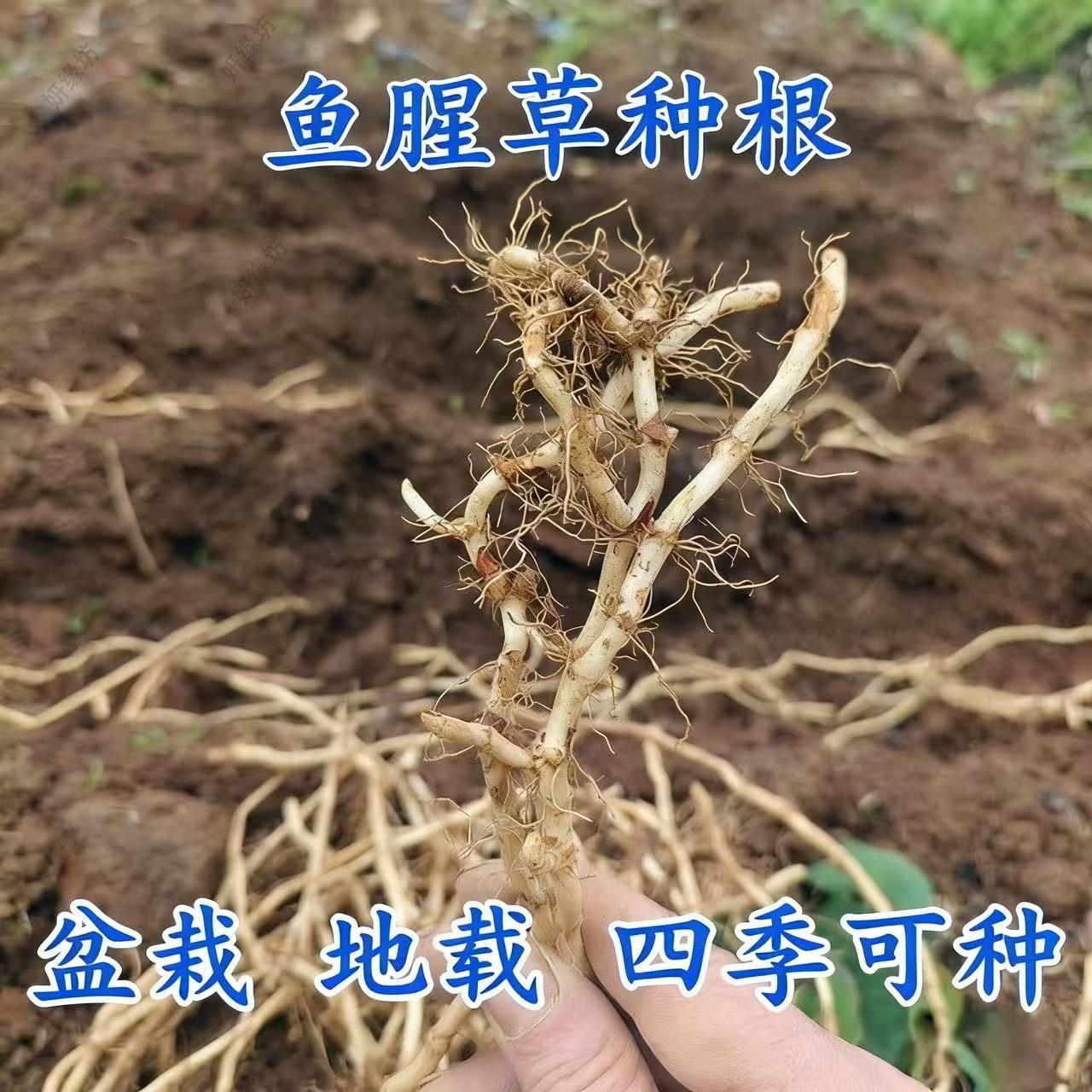 现挖新鲜鱼腥草折耳根嫩根贵州四川特产节耳根凉拌蔬菜食材包邮