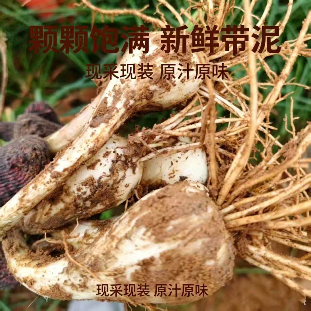 江西现挖荞头新鲜种植正宗叫头种子农家酸甜芥头茭头四季种苗