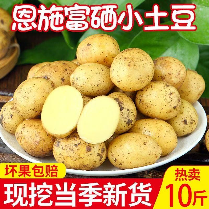 老品种小土豆新鲜嫩2026年迷你马铃薯现挖黄心洋芋贵州毕节发货