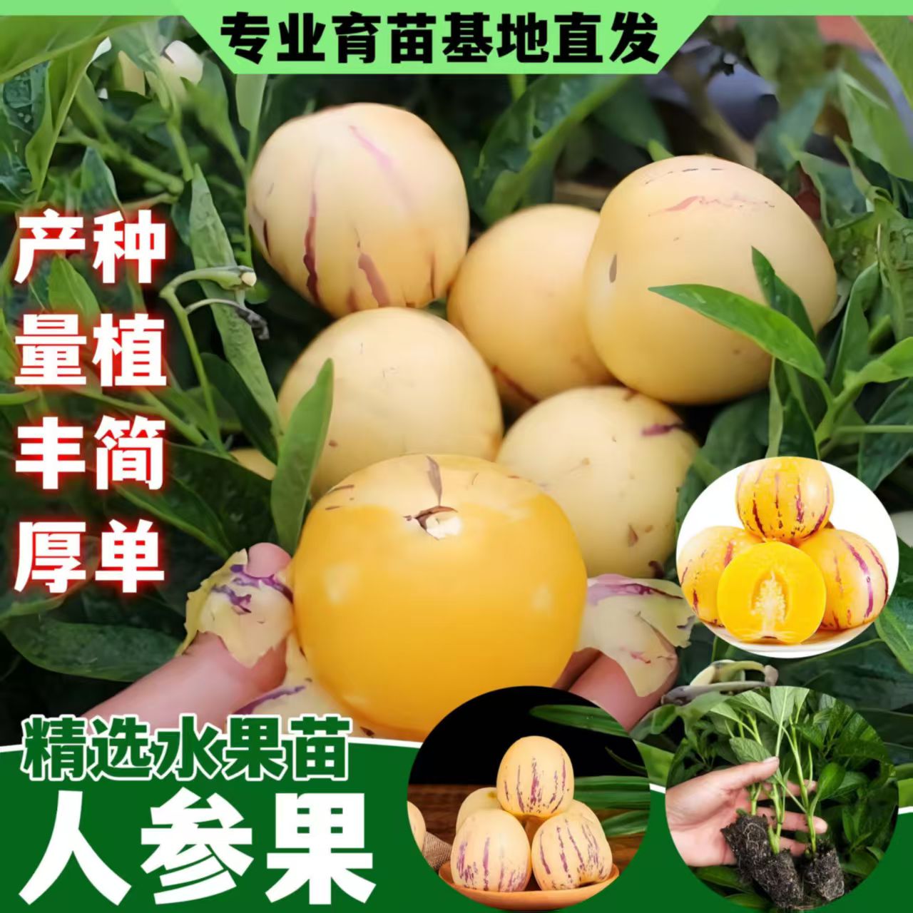 正宗人参果苗带土球奶香多汁清甜四季阳台盆栽当年结果南北方秧苗