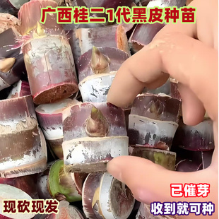 黑皮红皮甘蔗种苗带芽广西产地南北方种植庭院楼顶盆栽高产水果苗
