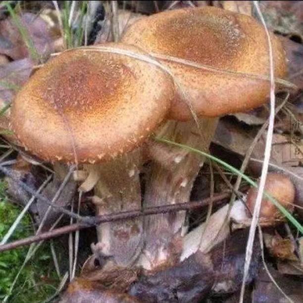 野生榛蘑菌种包菌种家庭简单种植盆栽菌种家种蘑菇家庭室内种植
