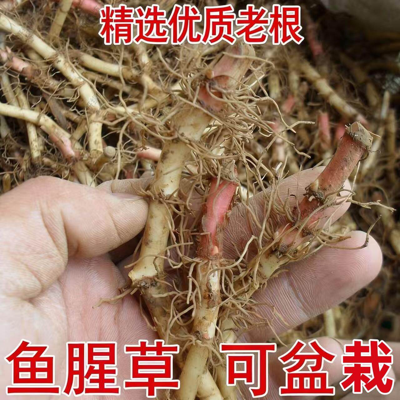 农家新鲜鱼腥草折耳根老根无叶贵州种植可盆栽四季绿植蔬菜种苗
