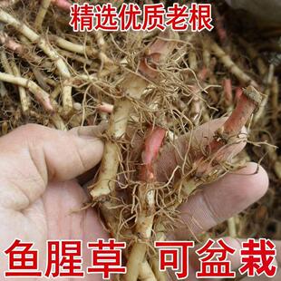 农家新鲜鱼腥草折耳根老根无叶贵州种植可盆栽四季绿植蔬菜种苗