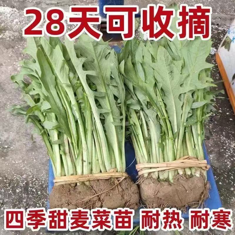 广西博白耐热甜麦菜秧苗 花芽苦麦麻菜 高州大叶四季蔬菜种子批发