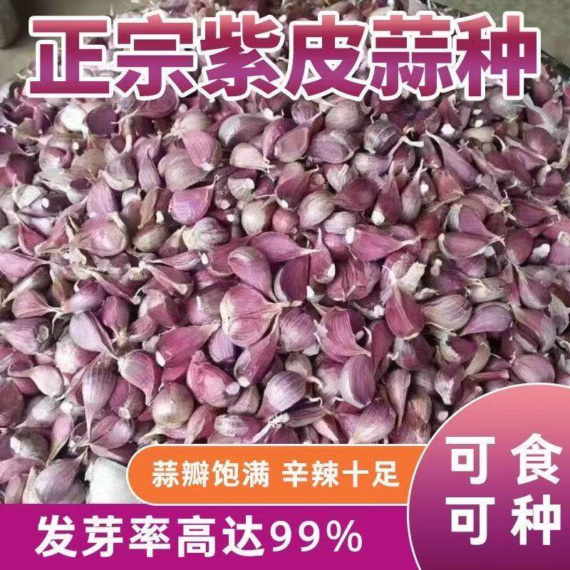 云南紫皮大蒜种蒜可栽种老品种红皮土香蒜籽能抽蒜苔有蒜苗瓣