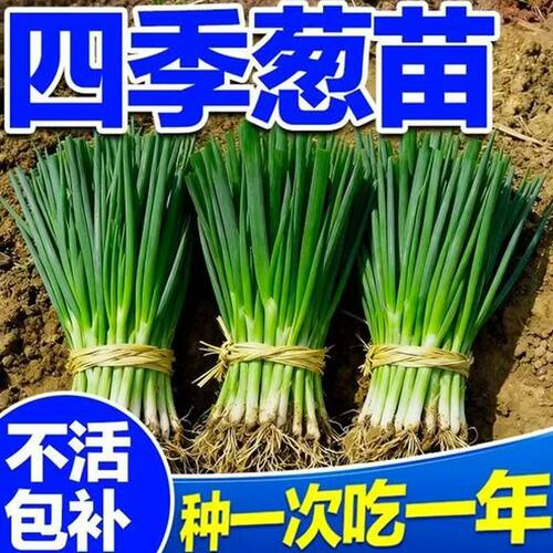  四季分葱种苗香葱根苗阳台盆栽南北种植耐寒耐热农家蔬菜葱苗