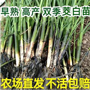 双季早熟茭白苗种四季交白高瓜老蹲苗杂交高笋水生蔬菜种苗种