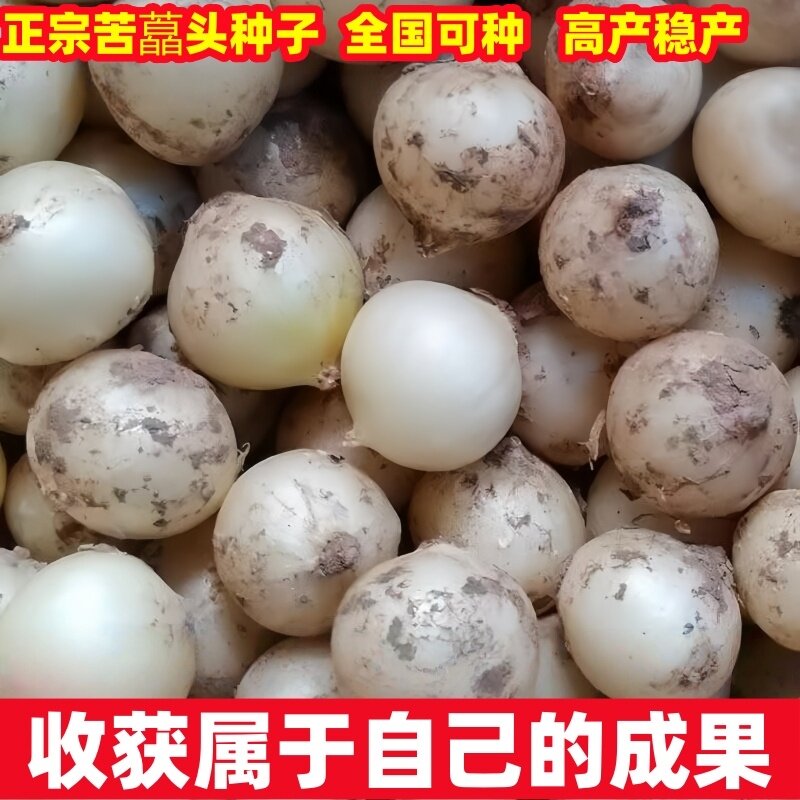 川渝特产苦藠种子团葱小根蒜野葱头薤白新鲜直供批发包邮