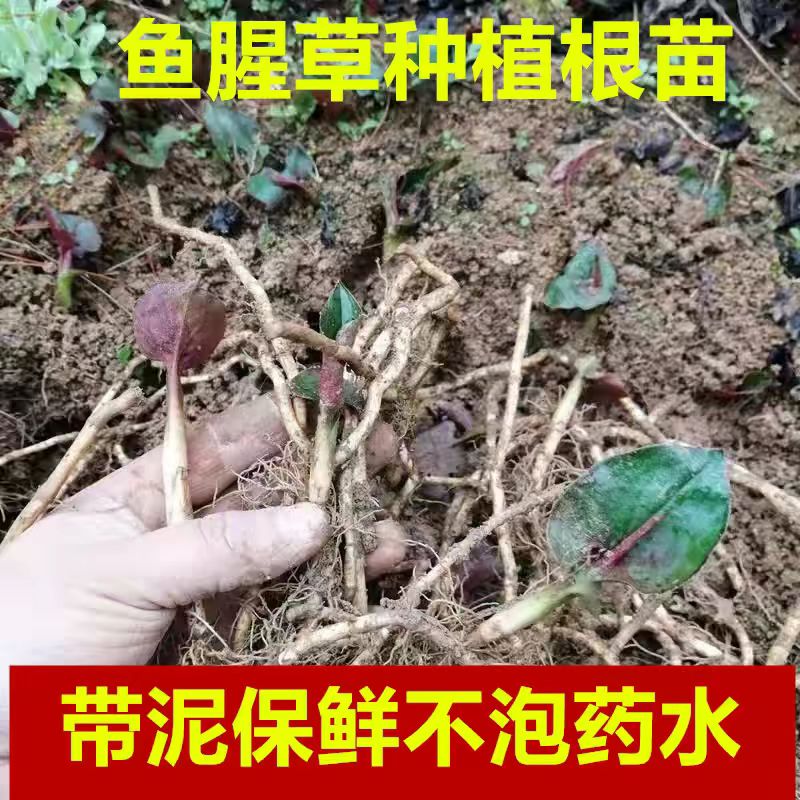 贵州野生现挖折耳根带泥盆栽