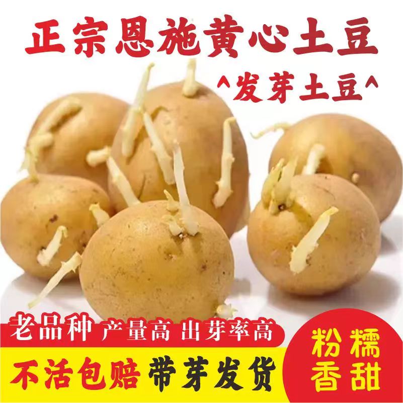 云南农家黄皮黄心土豆种子四季催芽原种马铃薯洋芋高产非转基因