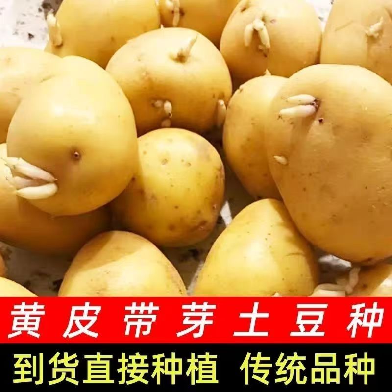 云南高产脱毒土豆种子早熟黄心土豆种2斤装食用农产品