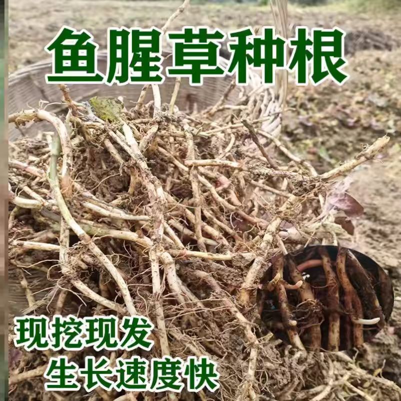 贵州农家鱼腥草折耳根现挖带泥