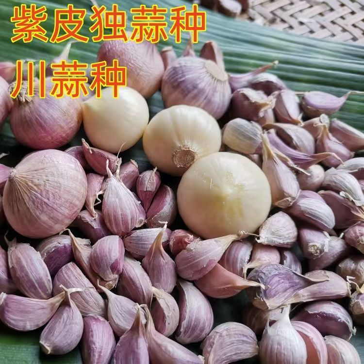 紫皮独蒜种子四川彭县蒜种正宗川蒜独子蒜种子独蒜种子独头蒜可种