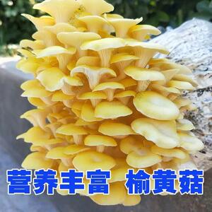 蘑菇种植包家种菌种菌包平菇香菇灵芝金针菇可食用自种蘑菇菌包