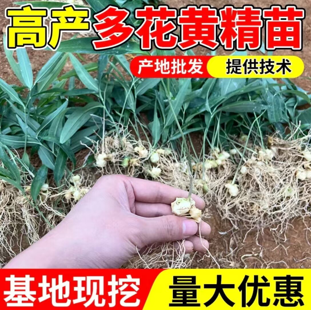 高杆不倒苗多花黄精老虎姜苗基地直发鸡头黄精滇黄精盆栽观赏种苗