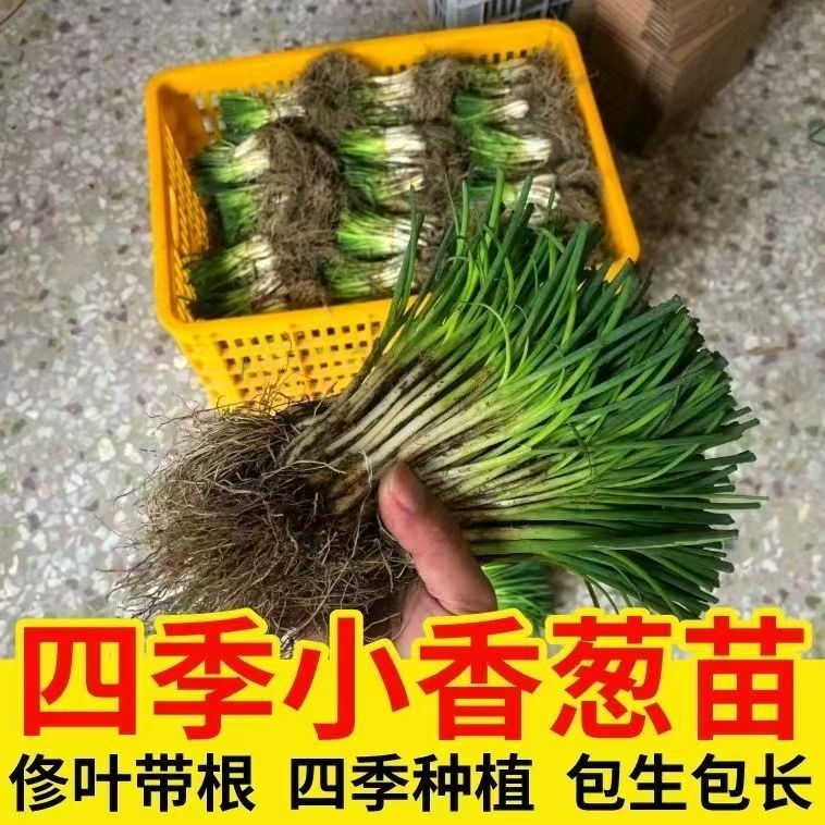 贵州露天四季小香葱苗批发