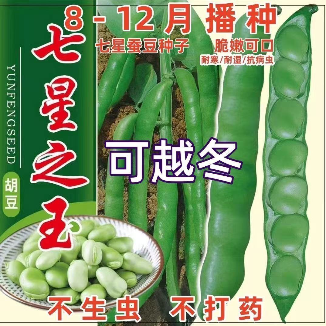 四川干蚕豆新货农家新鲜干胡豆生蚕豆罗汉豆白皮2025年包邮