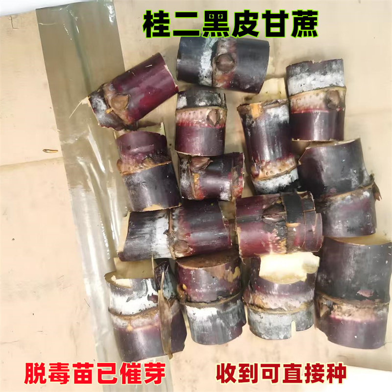 广西黑皮甘蔗种苗带芽苞高产节长南北方种植室内外盆栽水果苗种子