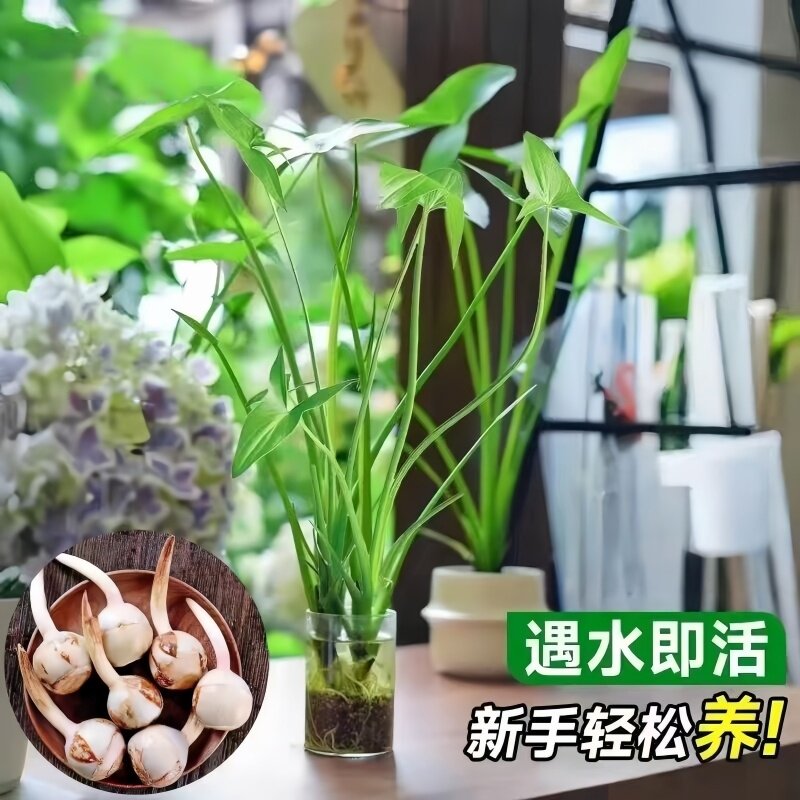慈姑种根种苗茨菇苗水族装饰淡水鱼缸沼泽过滤植物中后景挺水草