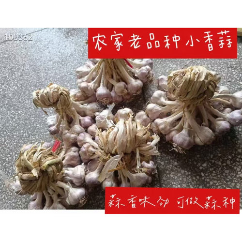 粤北连州小香蒜独头蒜农家土蒜紫皮白衣盆栽种植香蒜2斤