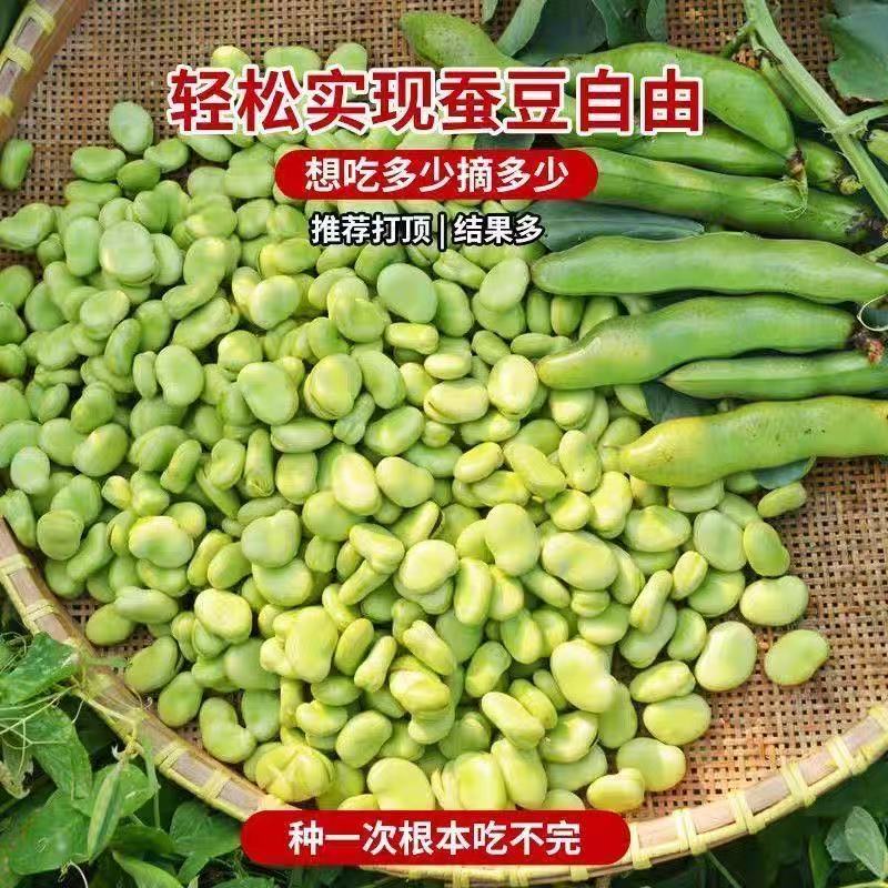 新货干蚕豆白皮云南老品种农家干胡豆生蚕豆罗汉豆精选干货