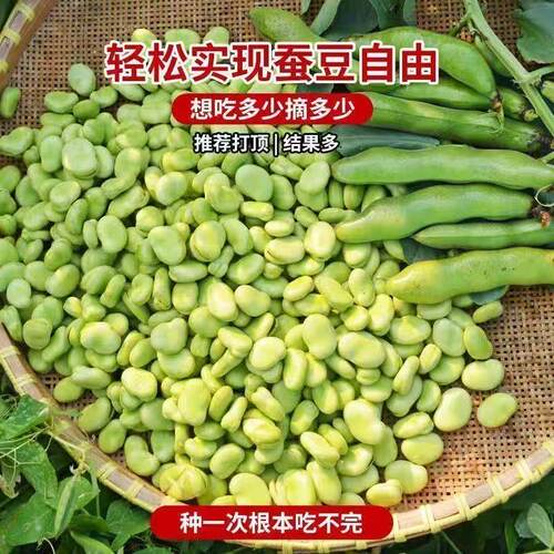 新货干蚕豆白皮云南老品种农家干胡豆生蚕豆罗汉豆精选干货
