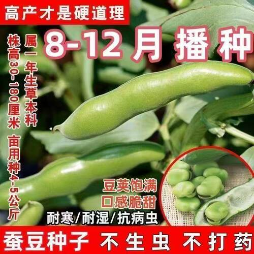 糯米蚕豆种子耐寒早熟特大高产七星罗汉豆春秋季播种蔬菜胡豆