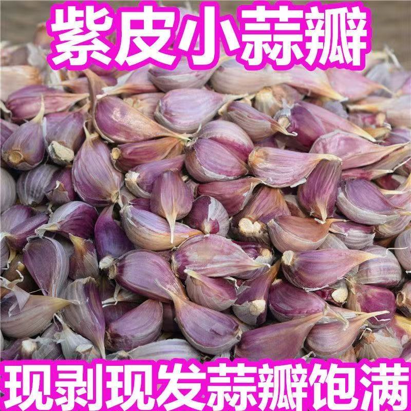 早蒜苔蒜苗大蒜头种籽本地农家出蒜苔蒜子大蒜种子紫皮新鲜蒜