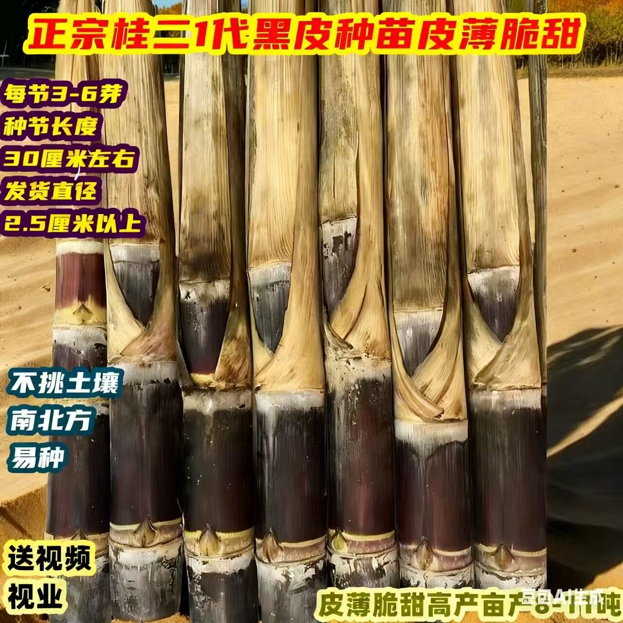 四季种植广西黑皮黄皮甘蔗苗种子带芽南北方盆栽黄金甜甘蔗种苗