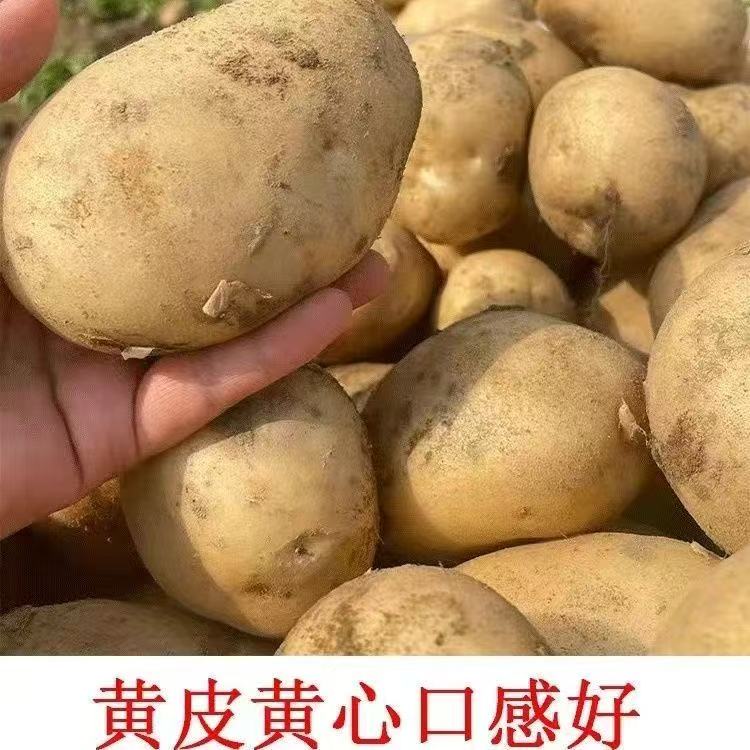 黄皮黄心土豆种子包邮内蒙古正宗荷兰15号高产早熟马铃薯洋芋种
