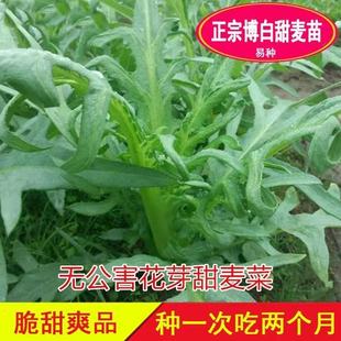 广东高州甜麦菜苗阳台盘栽 油麦八甲苦唛四季蔬菜 秋冬适用种子秧