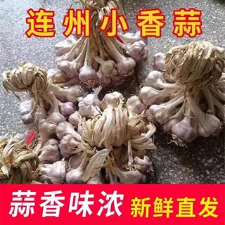 连州蒜头独头蒜紫皮白衣小香蒜农家本地土蒜盆栽种植正宗广东大蒜