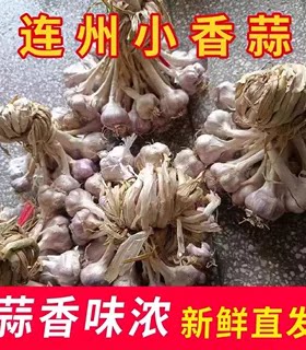 连州蒜头独头蒜紫皮白衣小香蒜农家本地土蒜盆栽种植正宗广东大蒜